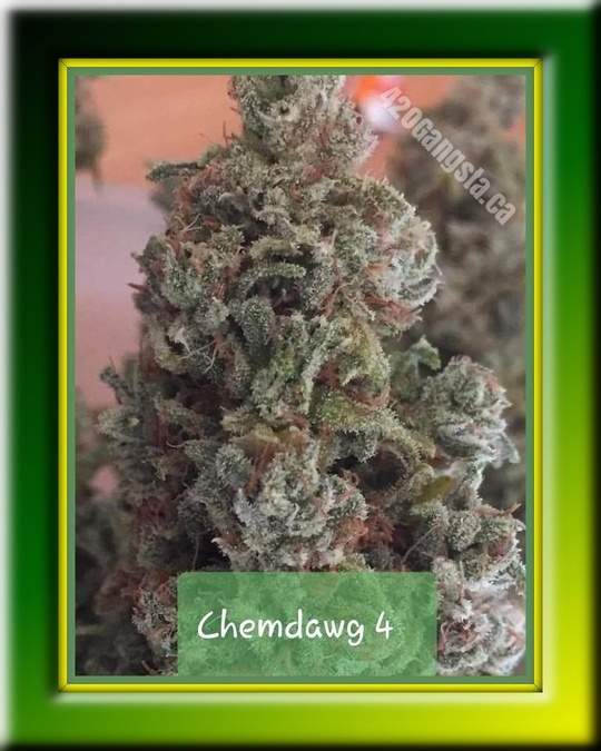 ChemDawg 4 Cannabis Strain 2021 image
