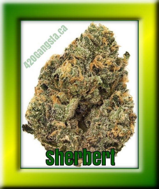 Sherbert Bud Cannabis Strain in framed image