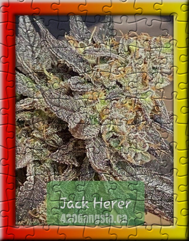 Jack Herer cannabis strain Puzzle