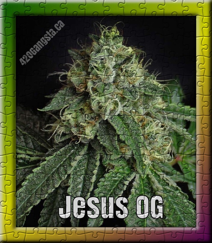 Jesus OG cannabis strain Puzzle