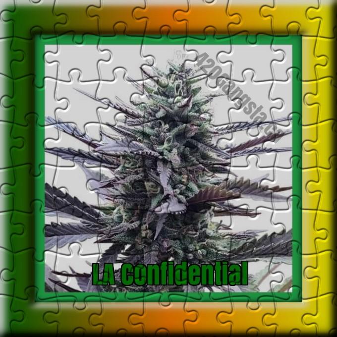 LA Confidential cannabis strain Puzzle