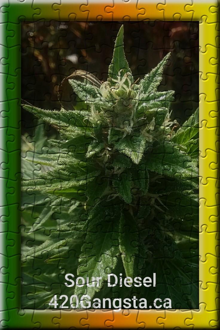 Sour Diesel cannabis strain Puzzle