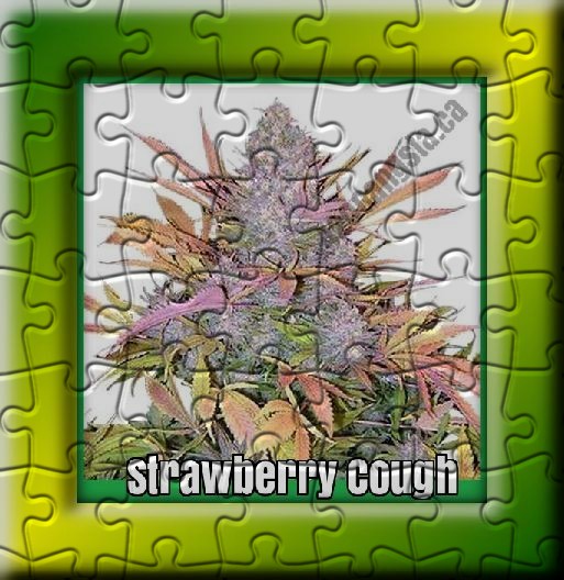 Strawberry Cough cannabis strain Puzzle