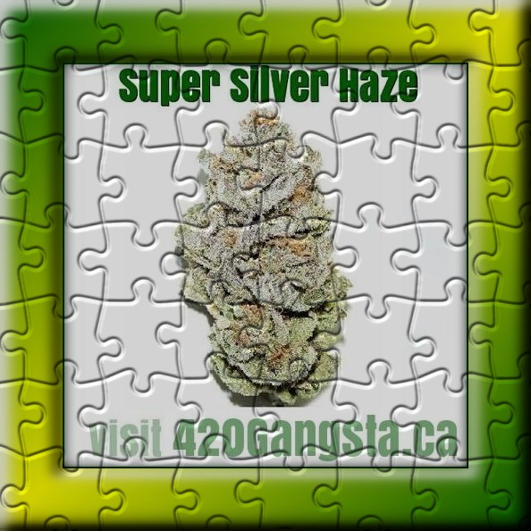 Super Silver Haze cannabis strain Puzzle