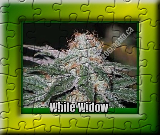 White Widow cannabis strain Puzzle