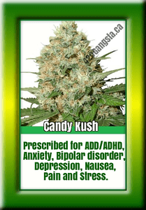 Candy Kush cannabis seeds sprouting