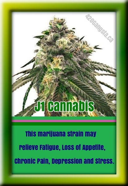 J1 strain of cannabis information, facts and images 2021