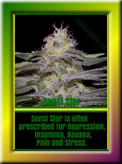 Sensi Star cannabis flower gown from seeds