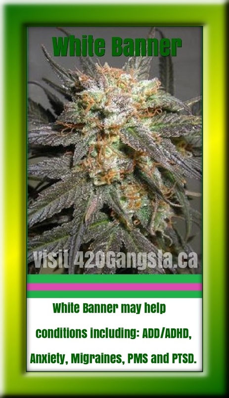 White Banner cannabis grown from seed sprouting