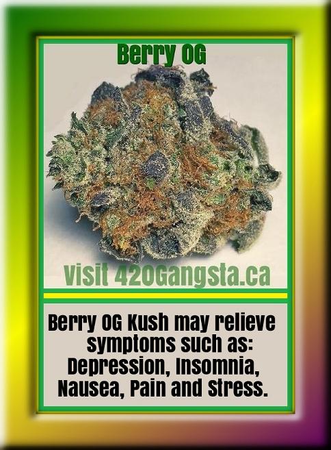 Berry OG Cannabis Strain 2019/20