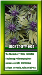 Black Cherry Soda Cannabis Strain 2018