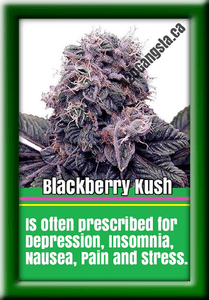 Blackberry Kush Cannabis Strain 2017