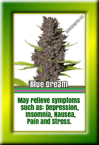 Blue Dream July cannabis strain of the month.