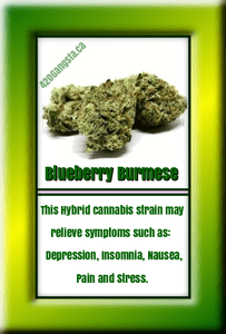 Blueberry Burmess Cannabis Strain 2018