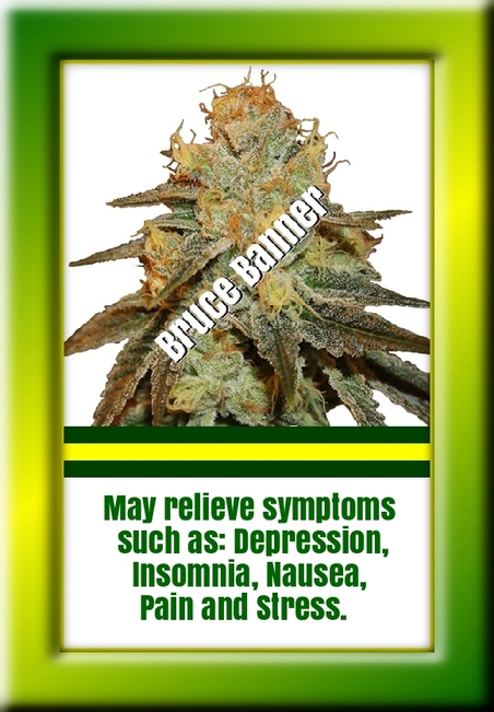 Bruce Banner July cannabis strain of the month.