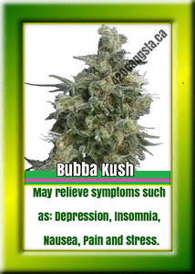 Bubba Kush Cannabis Strain 2017