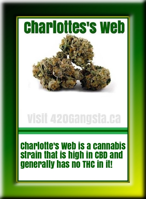 Bud of Charlottes Web Cannabis Strain 2018
