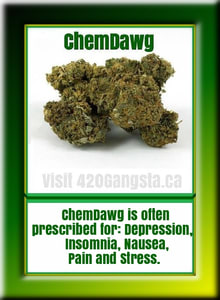 Bud of ChemDawg Cannabis Strain 2021
