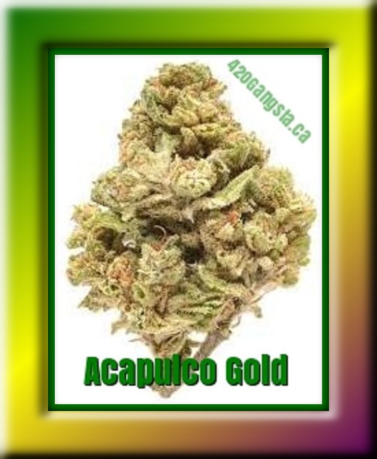 Acapulco Gold Cannabis Strain Framed Image