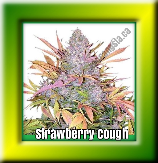 Framed Image of the Strawberry Cough cannabis strain