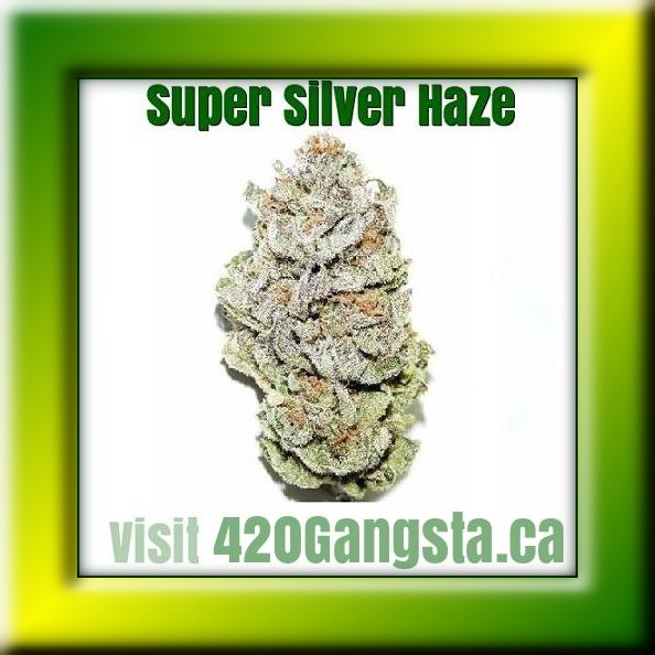 Framed image of the Super Silver Haze Cannabis Strain