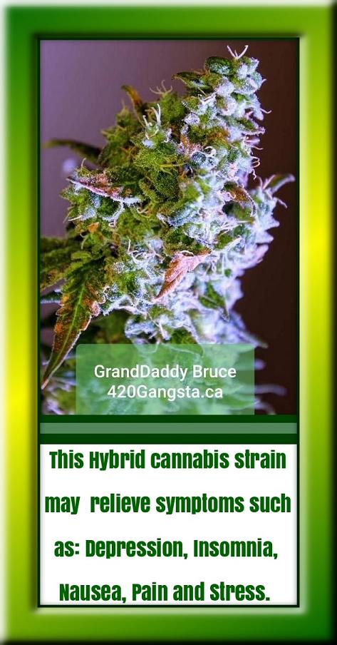 Granddaddy Bruce cannabis strain of the month-January