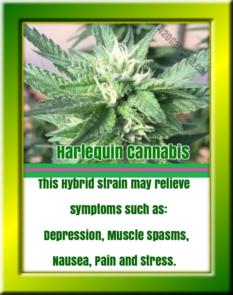 new image of the Harlequin cannabis strain updated with information on 03/06/2021