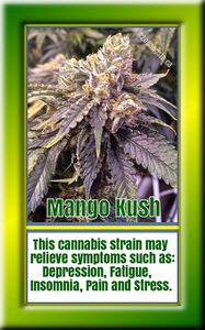 Mango Kush Cannabis Strain 2019/20