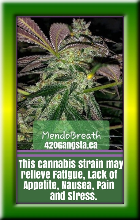 Mendo Breath Cannabis Strain