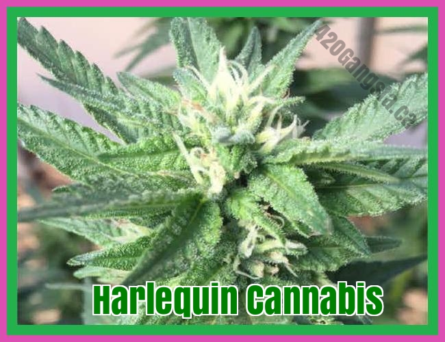 old image of the Harlequin cannabis strain