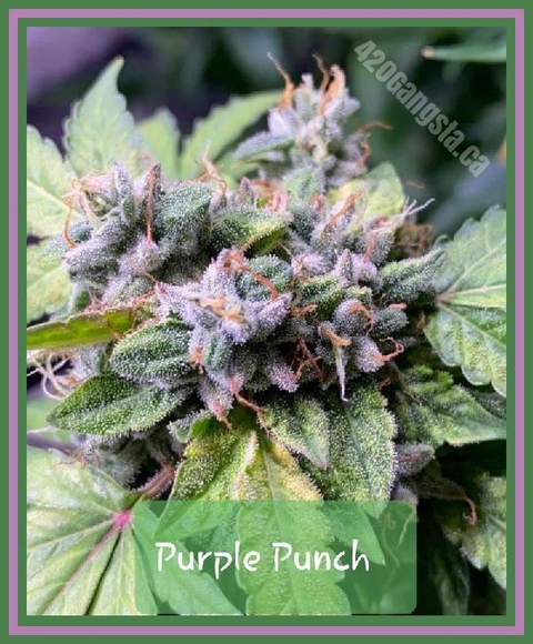 Purple Punch Cannabis Strain image #2