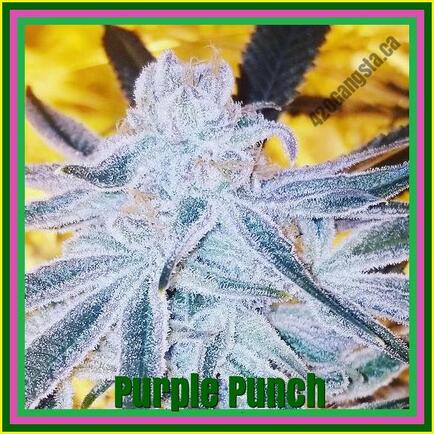 Purple Punch Cannabis Strain