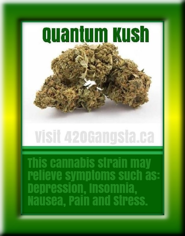 Bud of Quantum Kush Cannabis Strain 2018