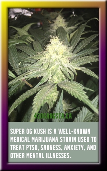 Super OG Kush cannabis seeds sprouting