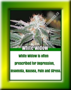 White Widow Cannabis Strain of the month of October