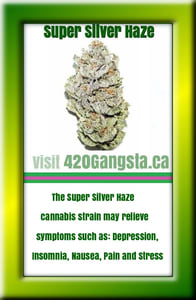 Super Silver Haze Cannabis Strain 2018 image