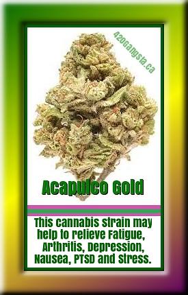 Acapulco Gold cannabis strain may medically may help to relieve: Fatigue, Migraines, Arthritis, Chronic Pain, Depression, Nausea, PTSD, and stress