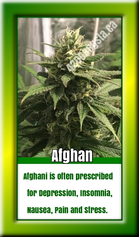 Afghani cannabis seeds sprouting