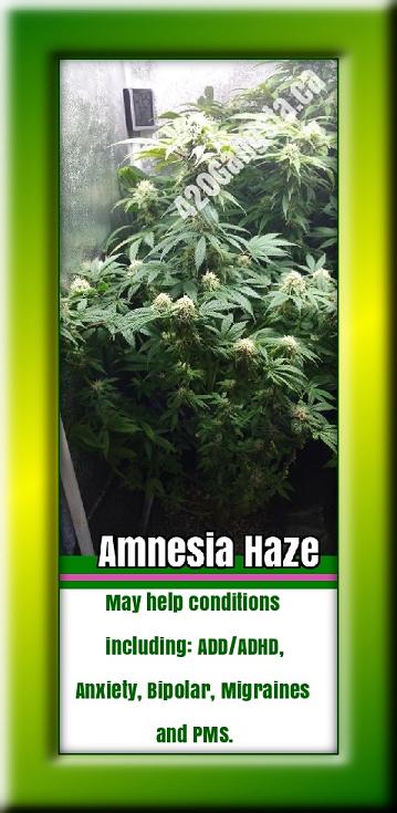 Amnesia Haze cannabis strain may help conditions including: ADD/ADHD, Anxiety, Bipolar, Migraines and PMS