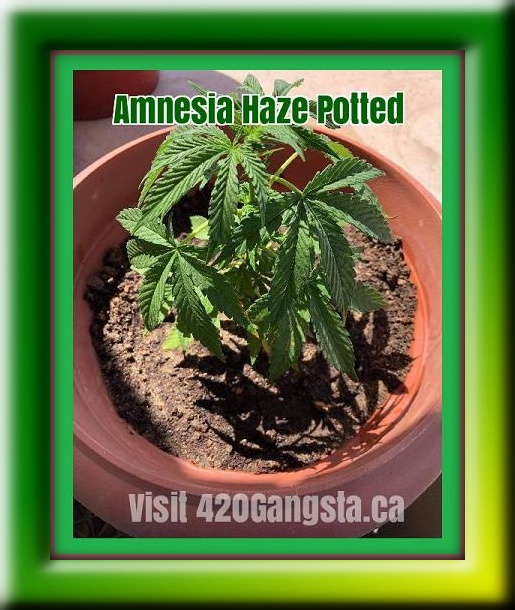 Amnesia Haze Cannabis in a pot, 2021