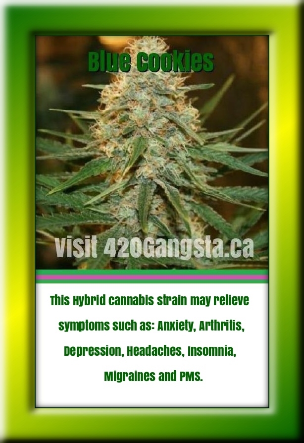 Blue Cookies Cannabis strain information
