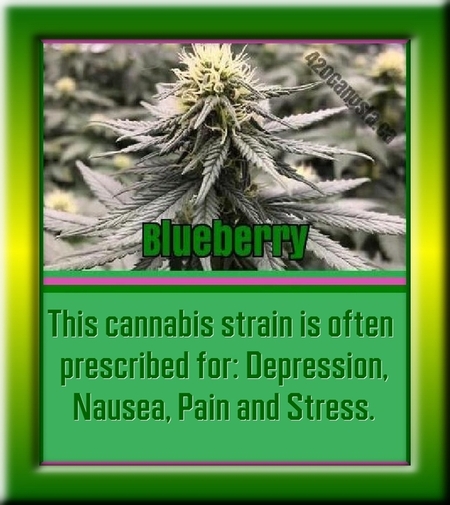 Blueberry Cannabis strain image 2021