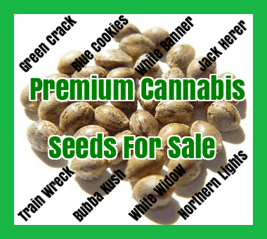 Grow Your own cannabis from seeds
