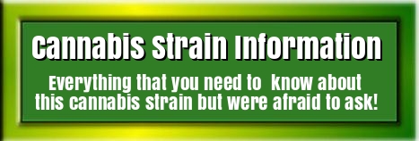 Bruce Banner Cannabis Strain Information