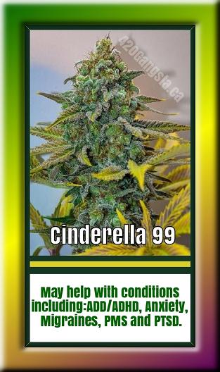 A updated image of the Cinderella 99 Cannabis plant with informaion added 11/03/2021