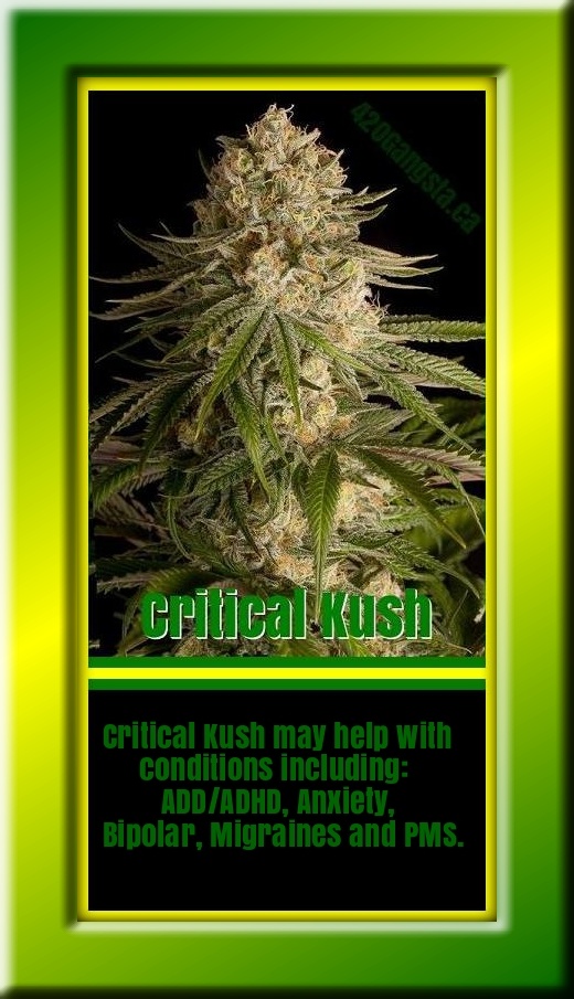 Critical Kush may help conditions including: ADD/ADHD, Anxiety, Bipolar, Migraines and PMS.