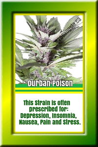 Durban Poison cannabis strain information, Durban Poison may help conditions including: ADD/ADHD, Anxiety, Arthritis, Migraines and PTSD