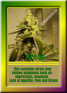 Fire OG Cannabis strain information 2021