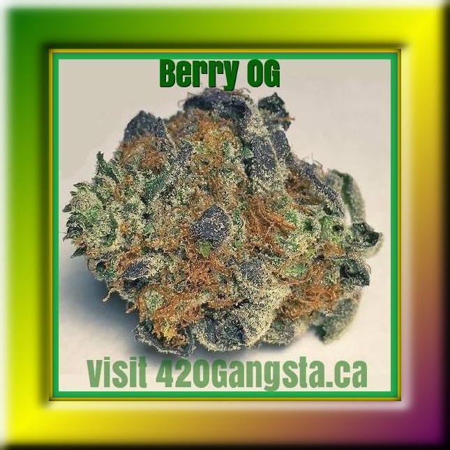 Berry OG Kush Cannabis Strain framed image