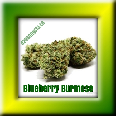 Blueberry Burmese Cannabis Strain framed image
